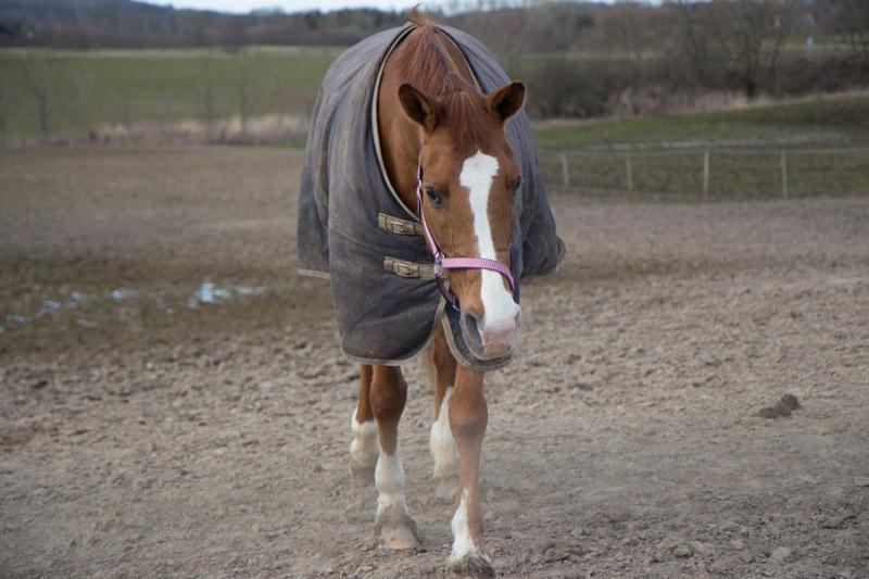 Anden særlig race Nete billede 18