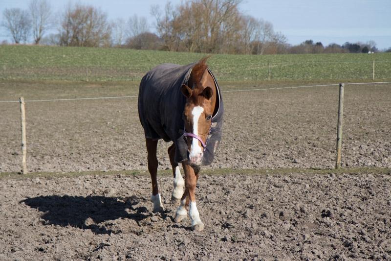 Anden særlig race Nete billede 20