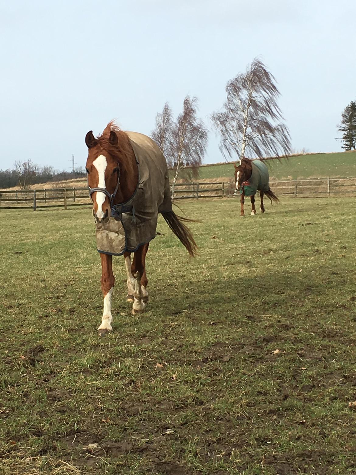 Dansk Varmblod Balou billede 12