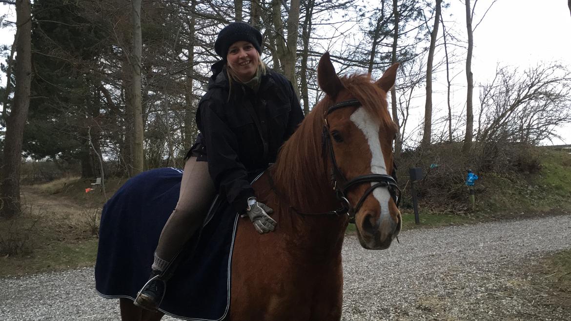 Dansk Varmblod Balou billede 17