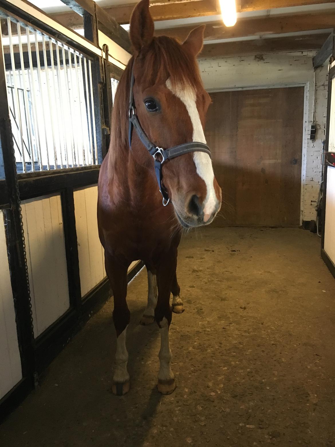 Dansk Varmblod Balou billede 18