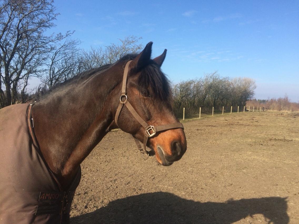 Connemara Ballycullen lass billede 3