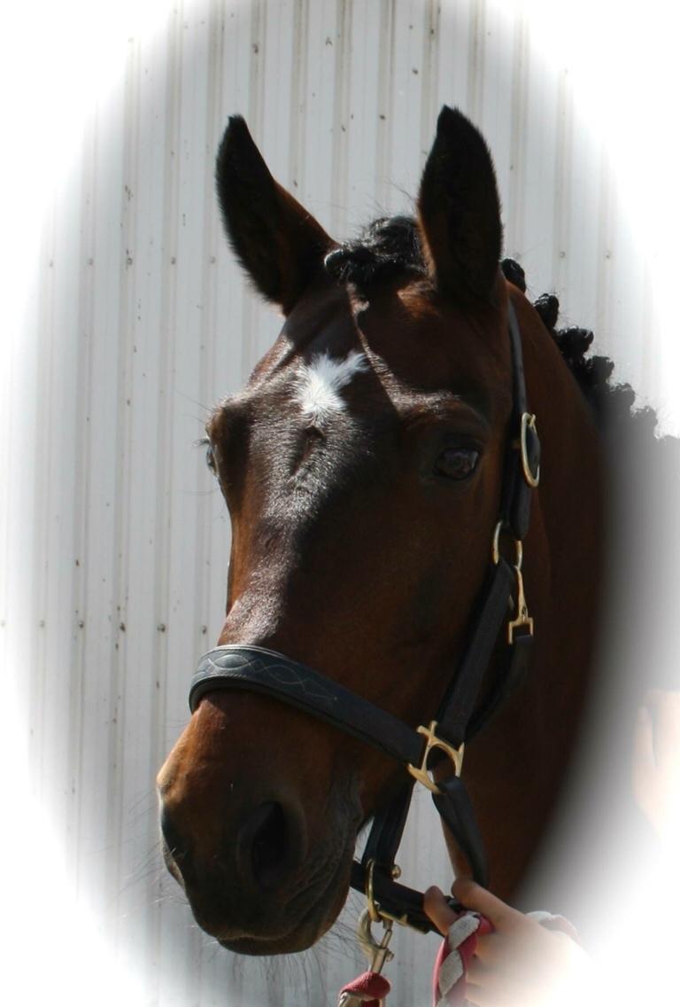 Connemara Ballycullen lass billede 5