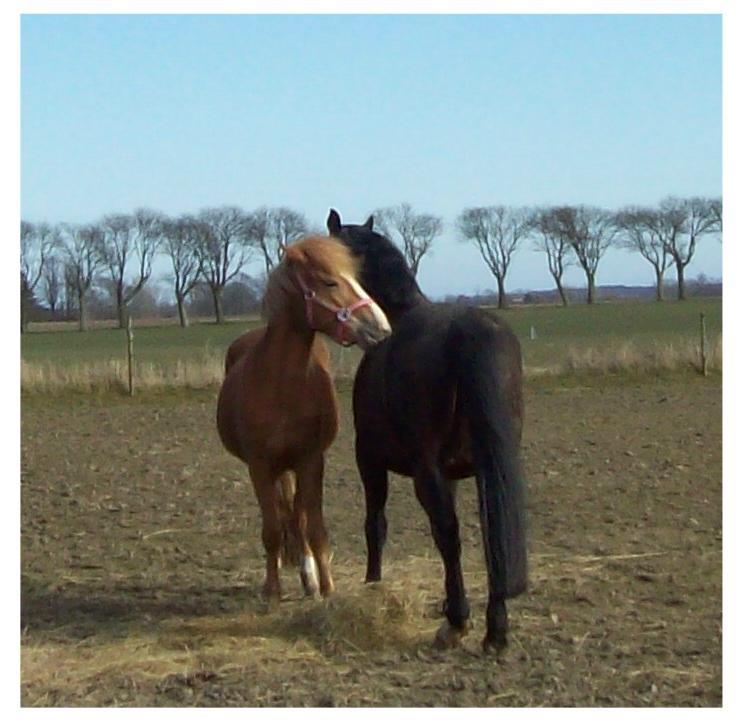 Anden særlig race Basse billede 13