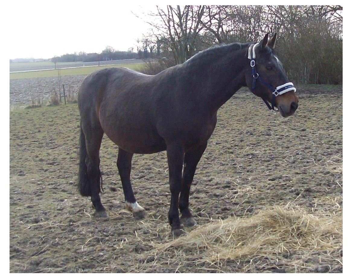 Anden særlig race Basse billede 14