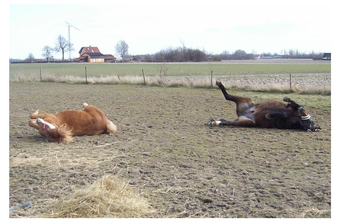 Anden særlig race Basse billede 15
