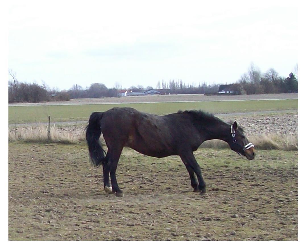Anden særlig race Basse billede 16