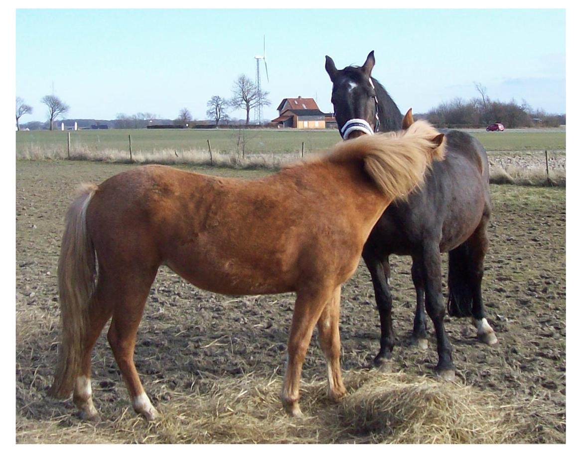 Anden særlig race Basse billede 17