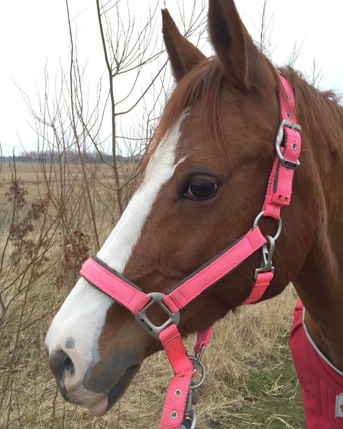 Tysk Sportspony Ulfenbach Desirée C (Dess <3) (låne pony) billede 6