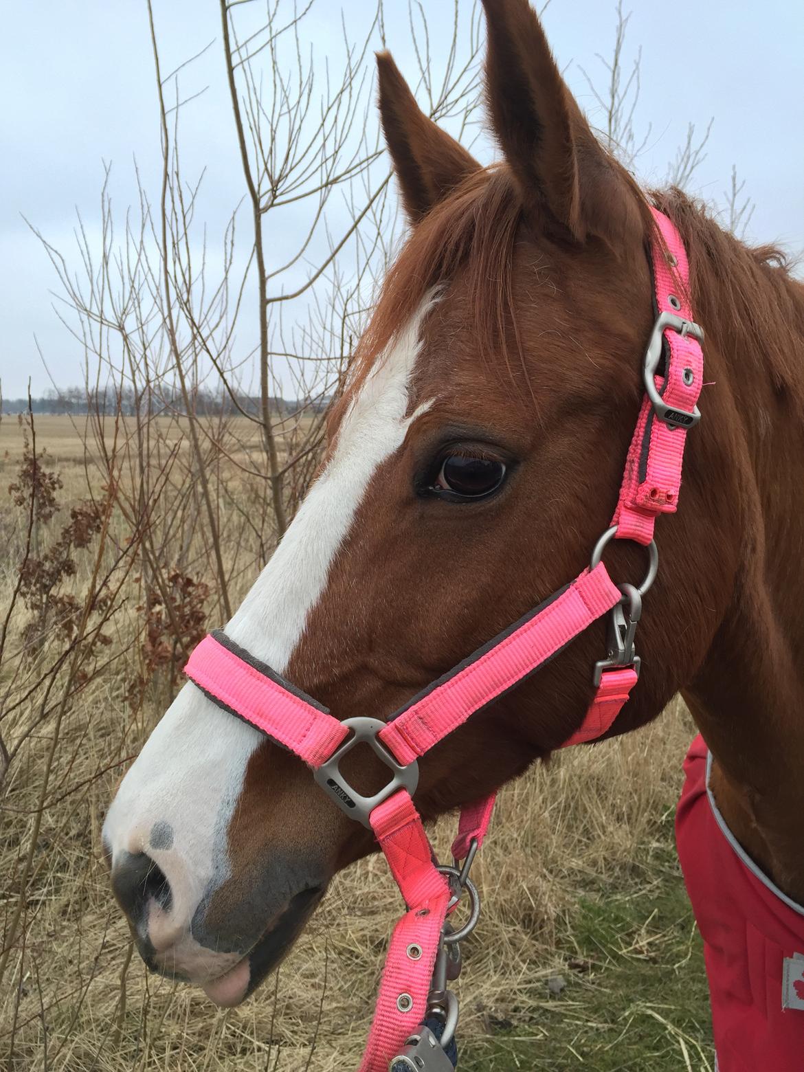 Tysk Sportspony Ulfenbach Desirée C (Dess <3) (låne pony) billede 4