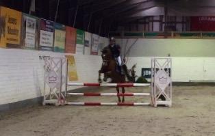 Arabisk fuldblod (OX) RAINMANN OX  billede 10