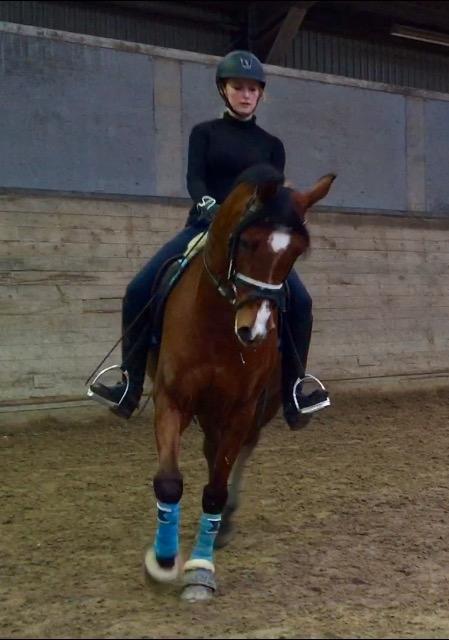 Arabisk fuldblod (OX) RAINMANN OX  billede 9