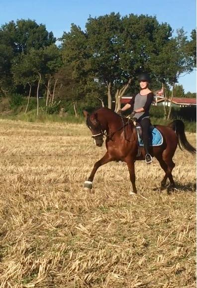 Arabisk fuldblod (OX) RAINMANN OX  billede 15