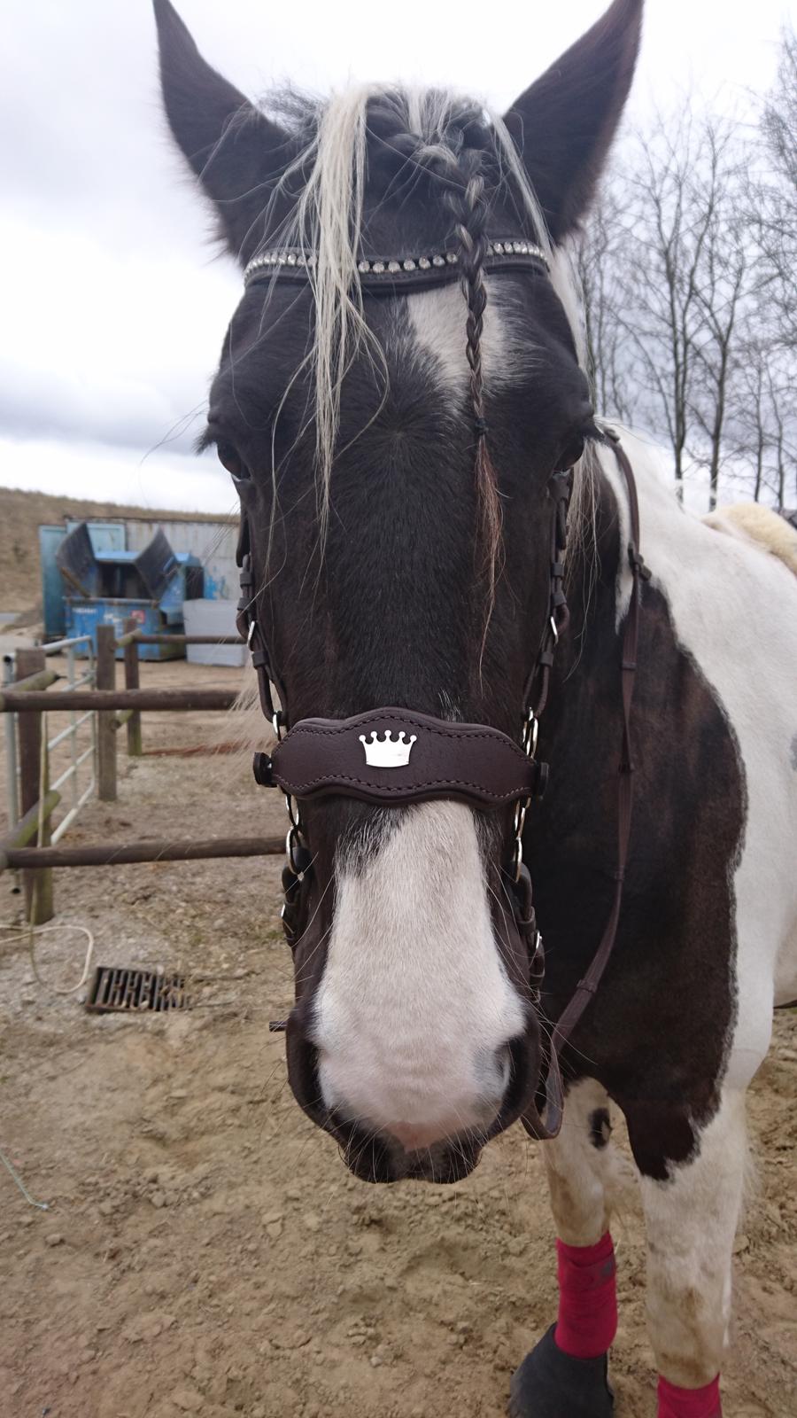 Tobiano Friesian Skovbjerggaard's Ginger billede 22