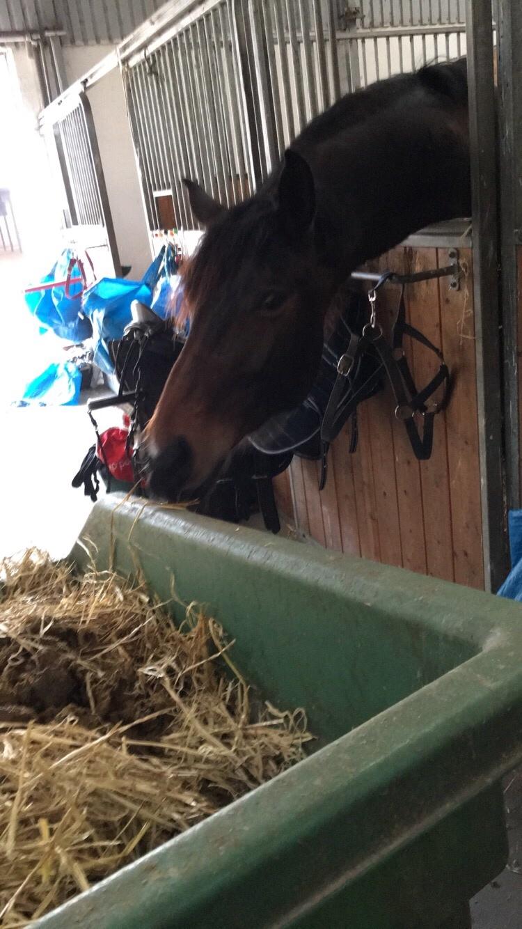 Dansk Varmblod Birkholm's ronja billede 8