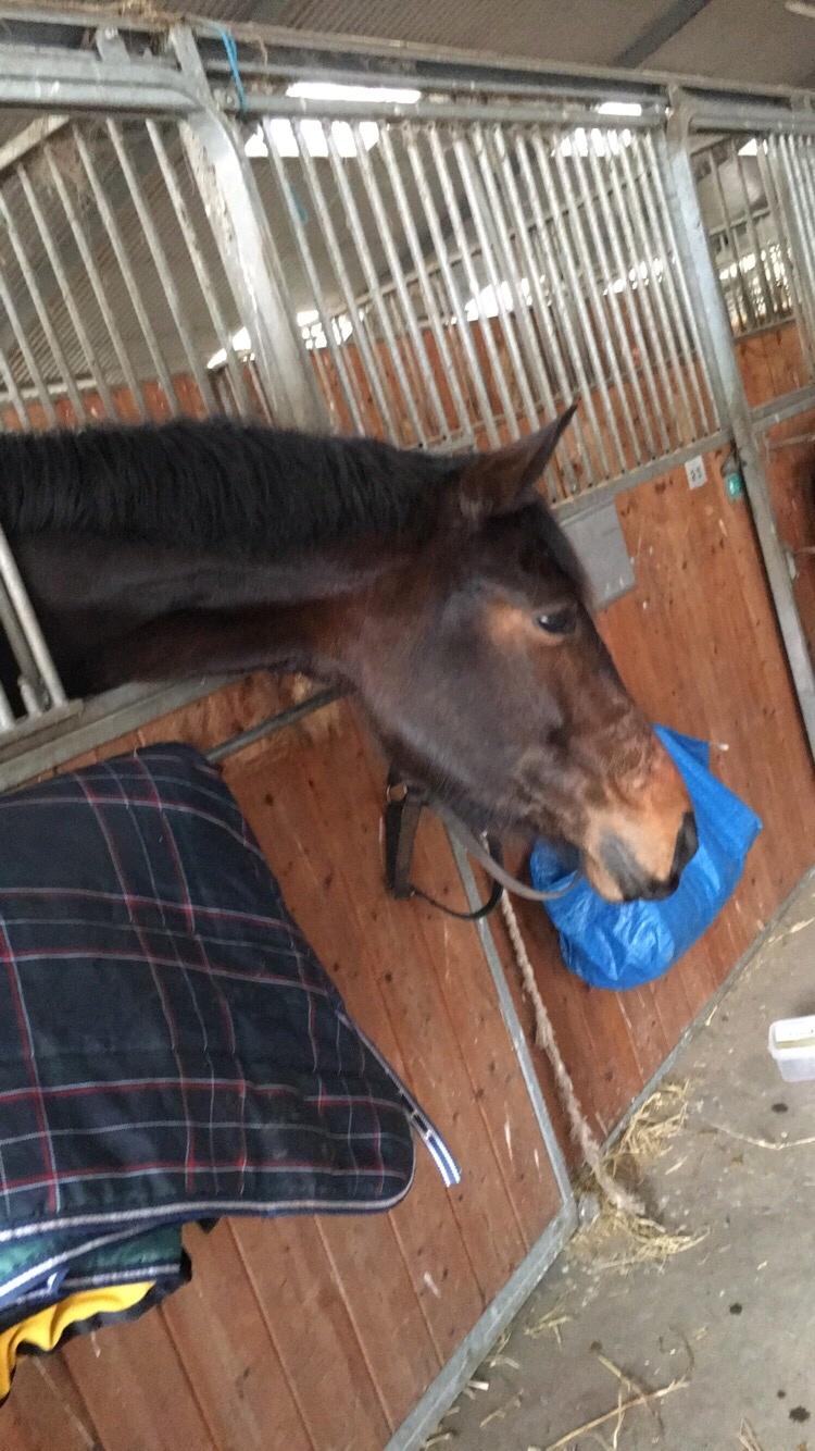 Dansk Varmblod Birkholm's ronja billede 9