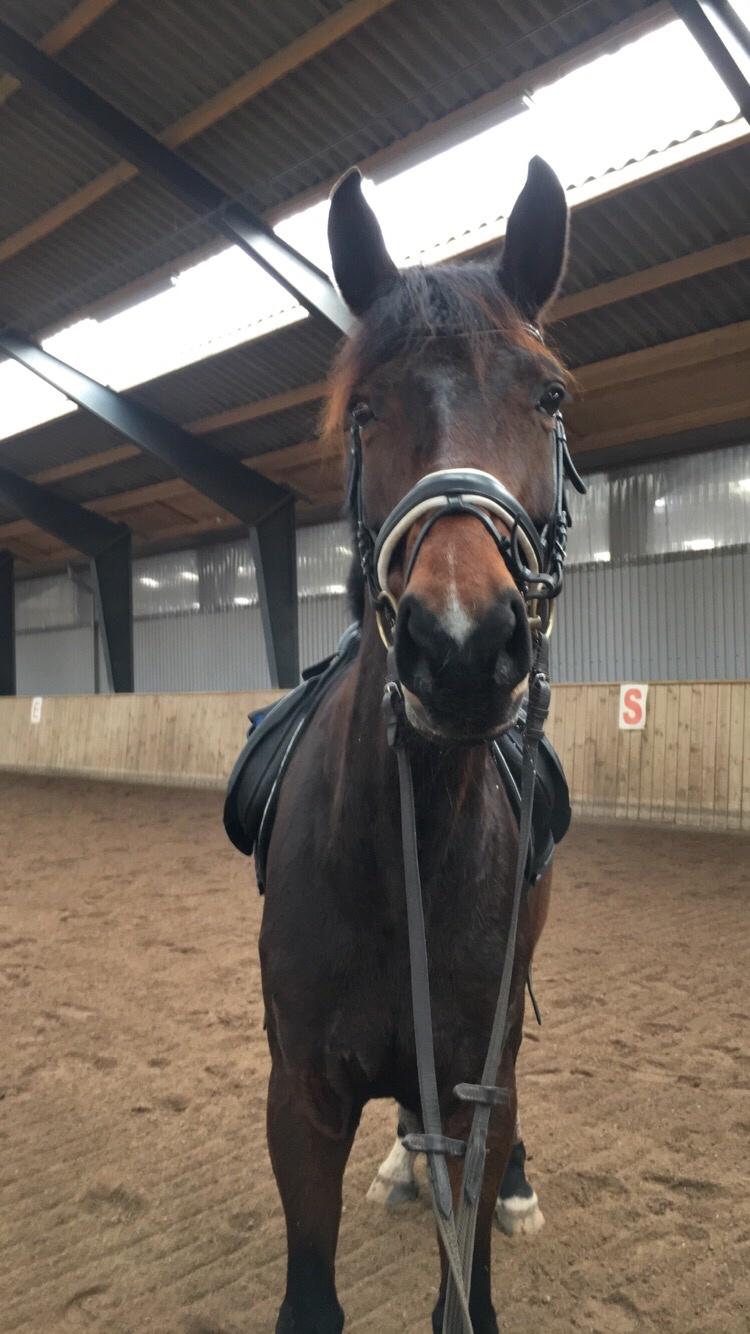 Dansk Varmblod Birkholm's ronja billede 10