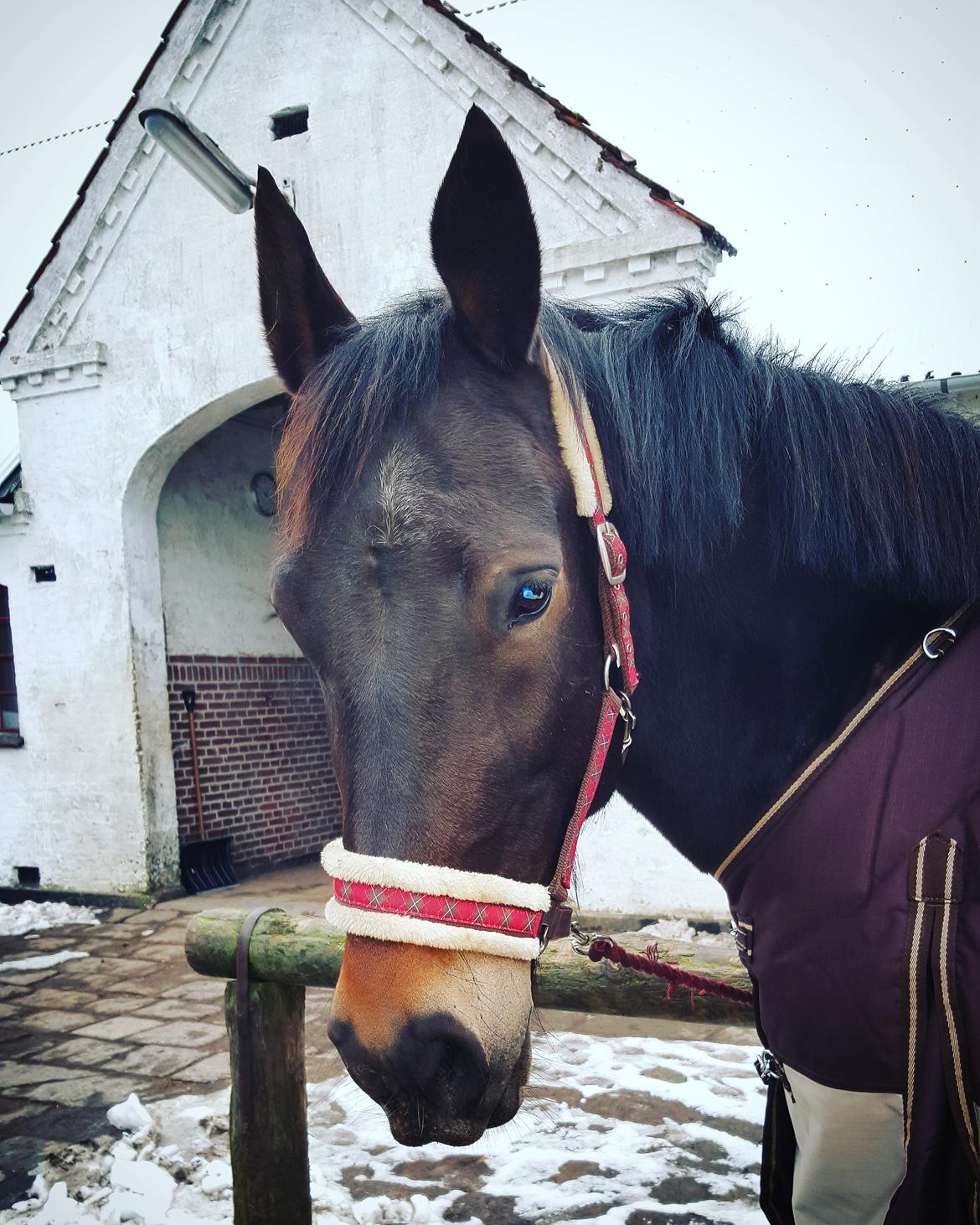 Oldenborg Bøgelinds gunilla billede 16