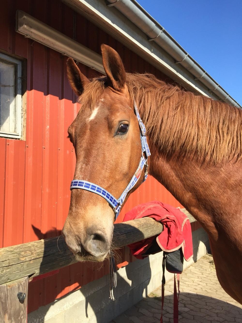 Frederiksborg Felix landlyst "aflivet" billede 3