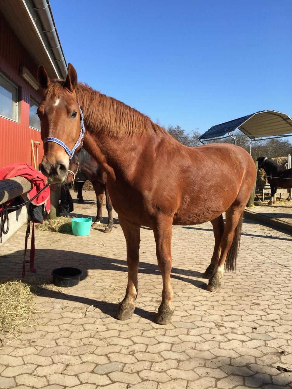 Frederiksborg Felix landlyst "aflivet" billede 4