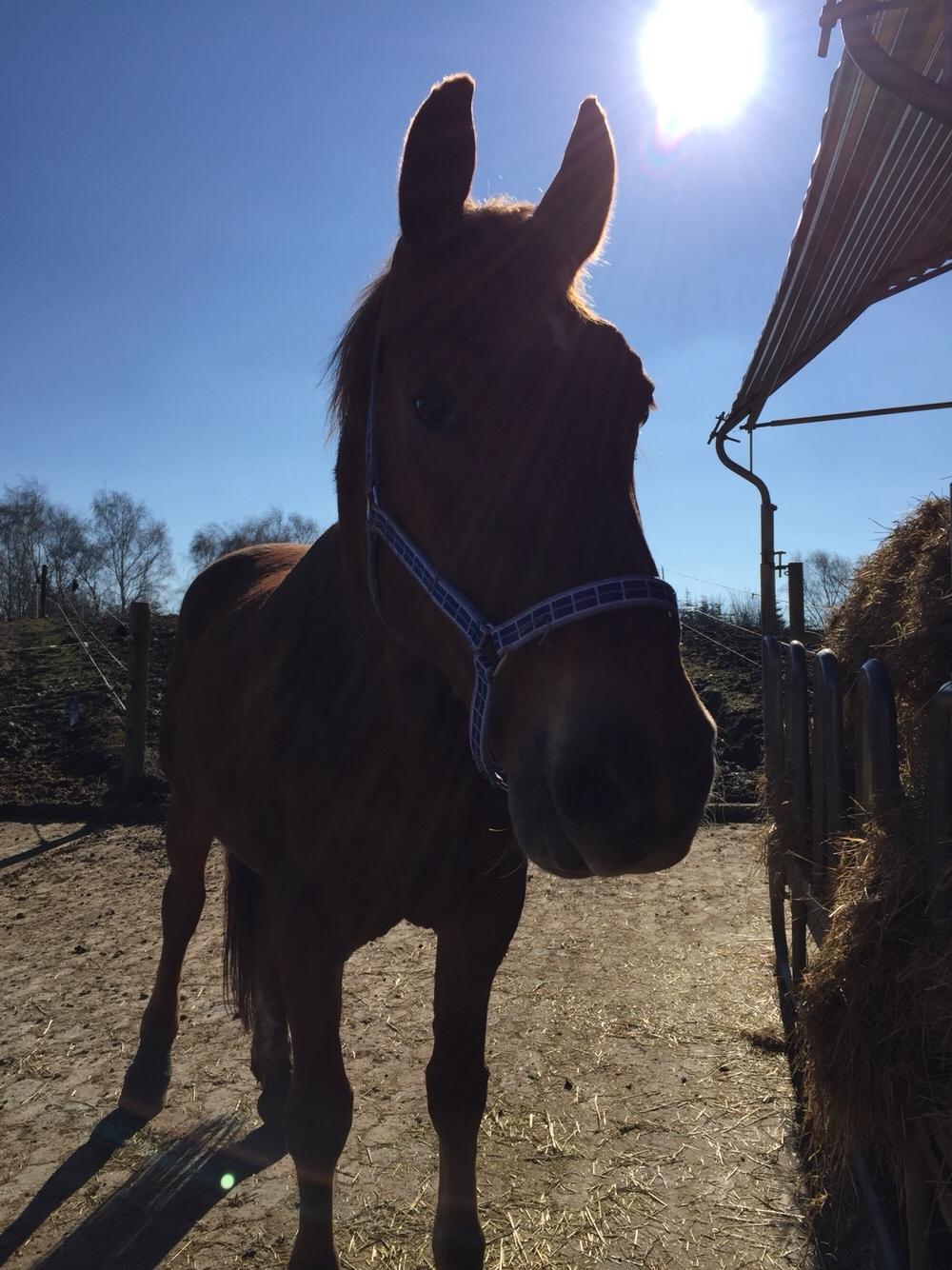 Frederiksborg Felix landlyst "aflivet" billede 9