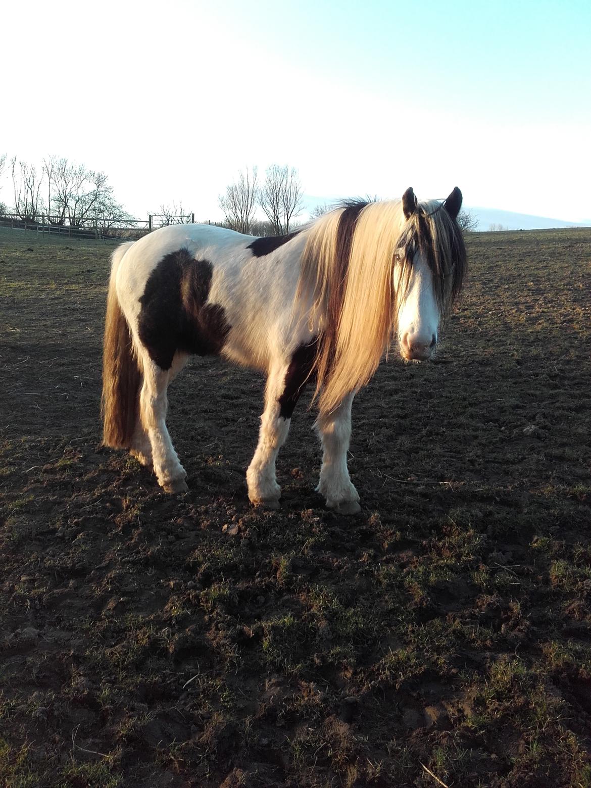 Tinker Kirkeby's nemo billede 1