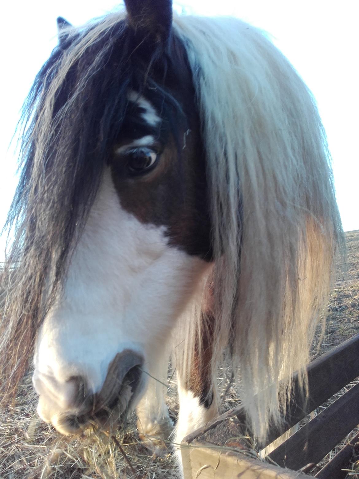 Tinker Willow billede 1