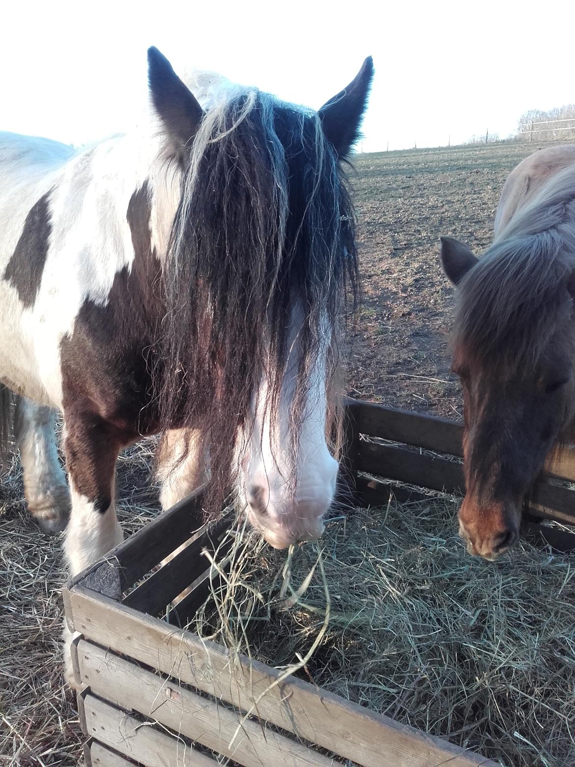 Tinker Willow billede 20