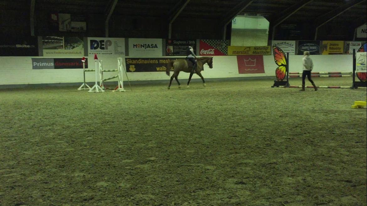 Dansk Varmblod Latino Lorenzo - Da vi var ude og se på ham billede 6