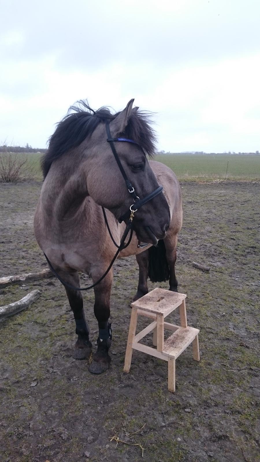 Konik Polski Carlo billede 22