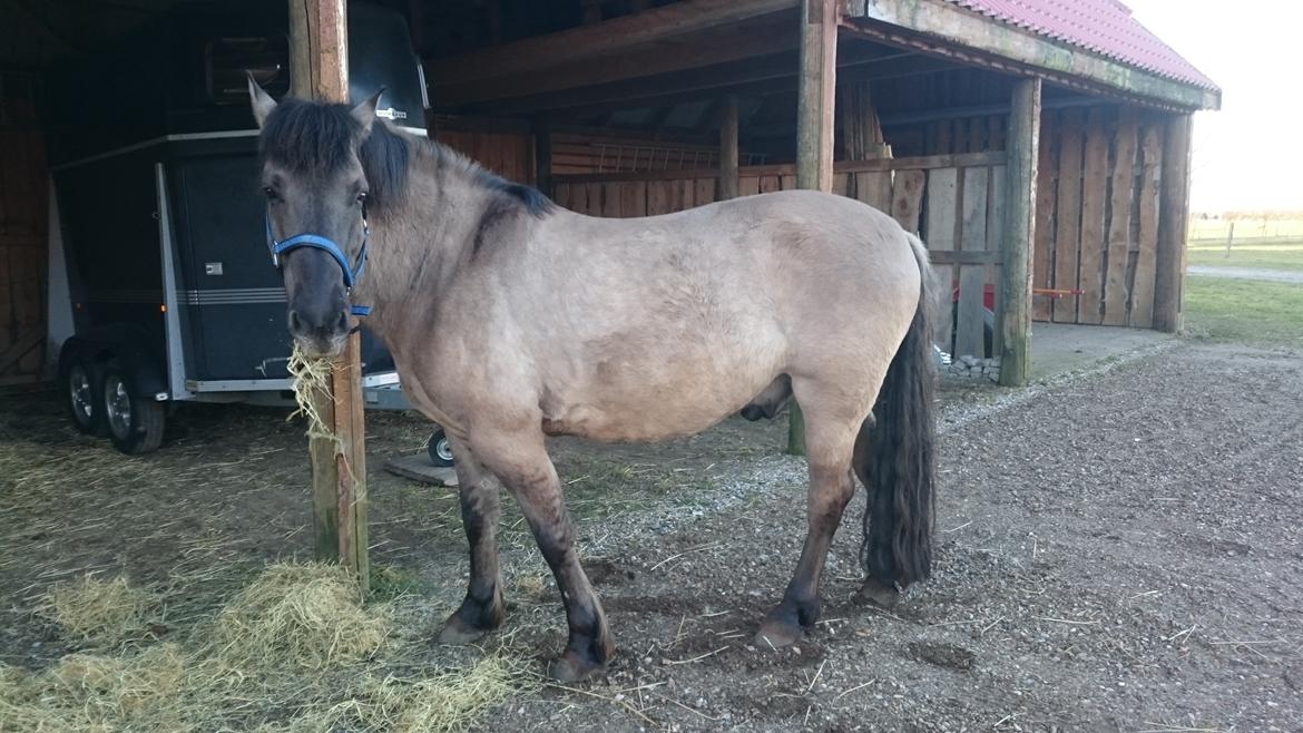 Konik Polski Carlo billede 28