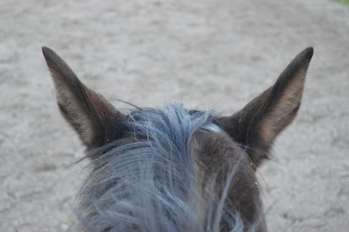 Anden særlig race Exquisit Quest - aka. Saga billede 9