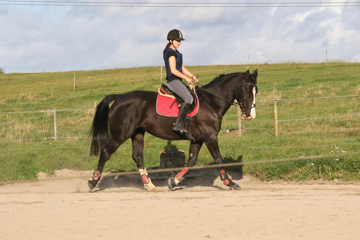 Anden særlig race Exquisit Quest - aka. Saga billede 1
