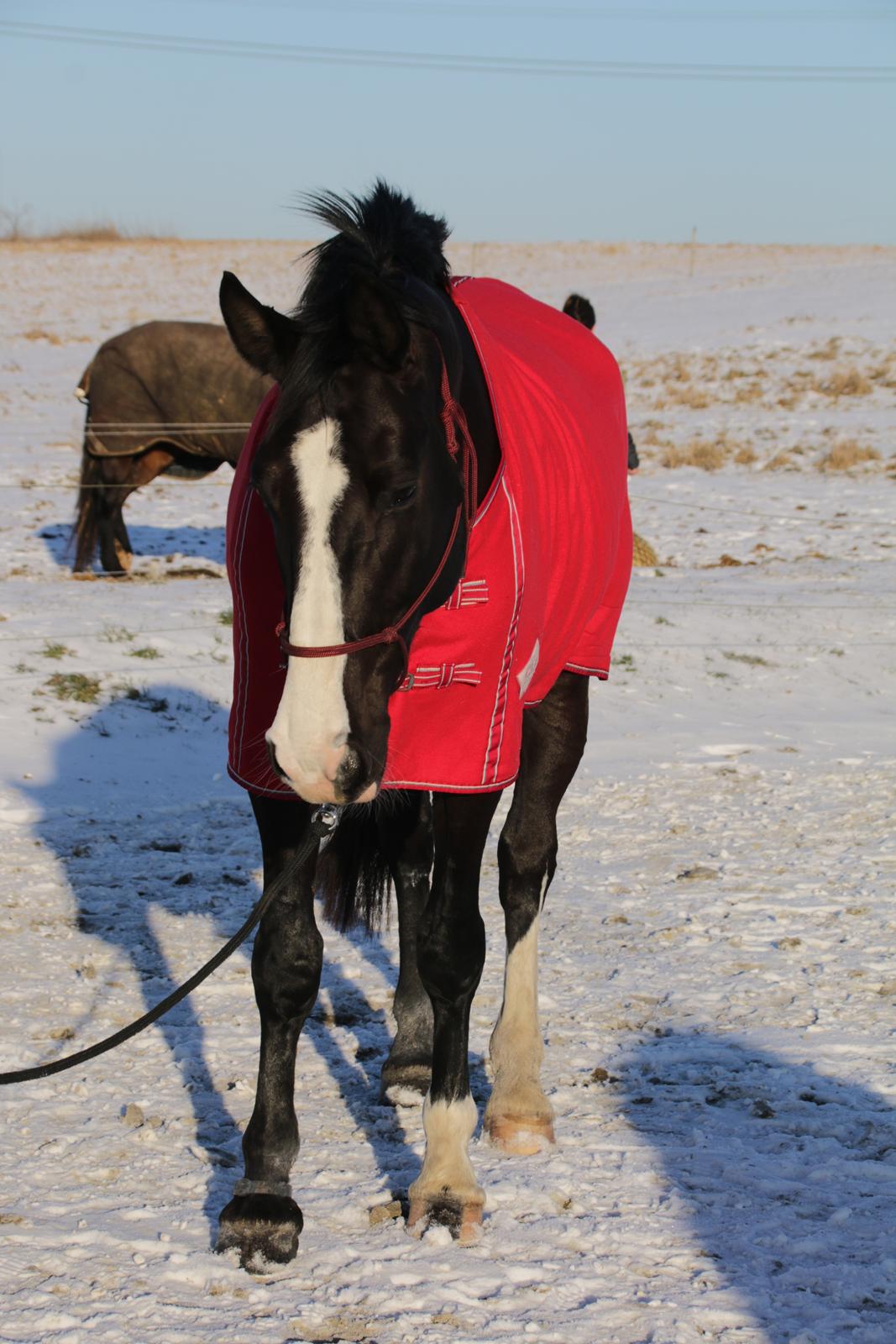 Anden særlig race Exquisit Quest - aka. Saga billede 8