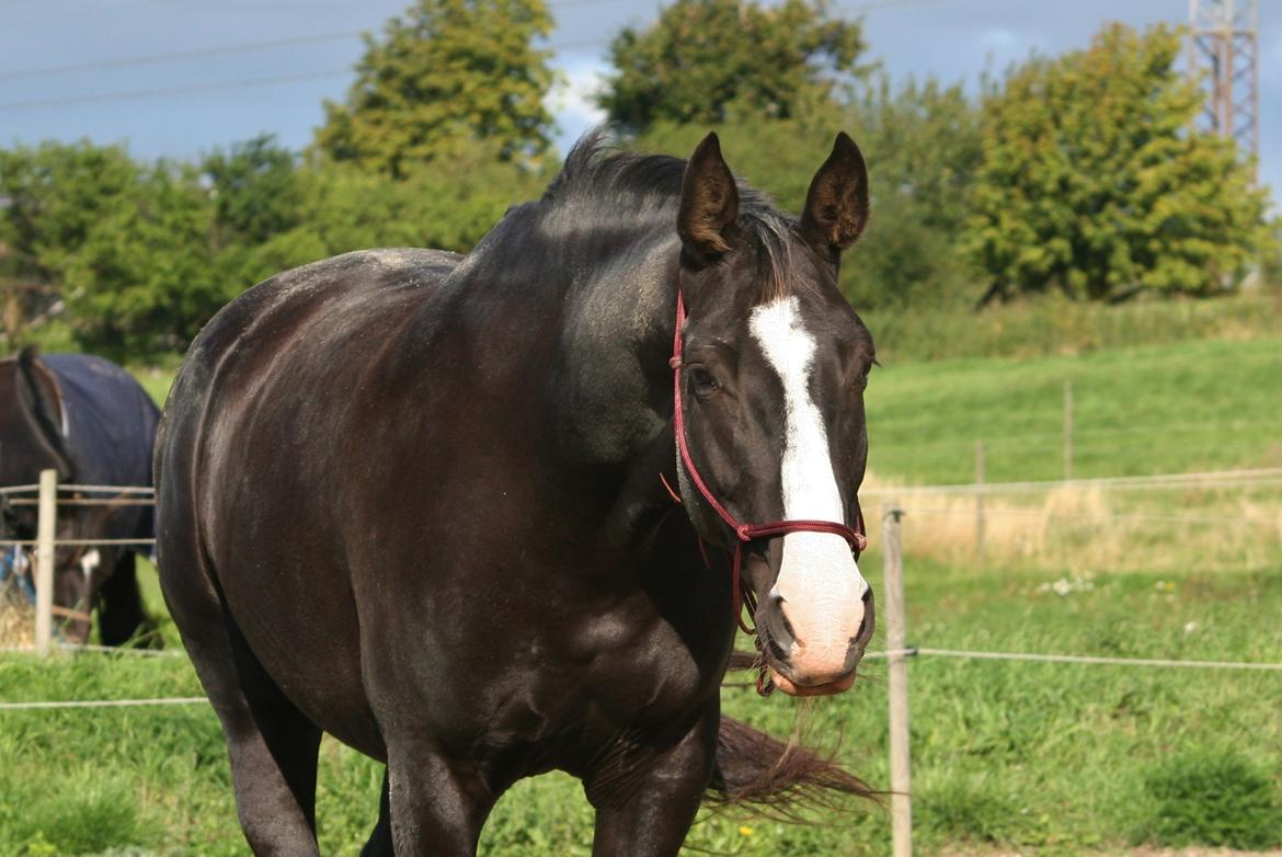 Anden særlig race Exquisit Quest - aka. Saga billede 2