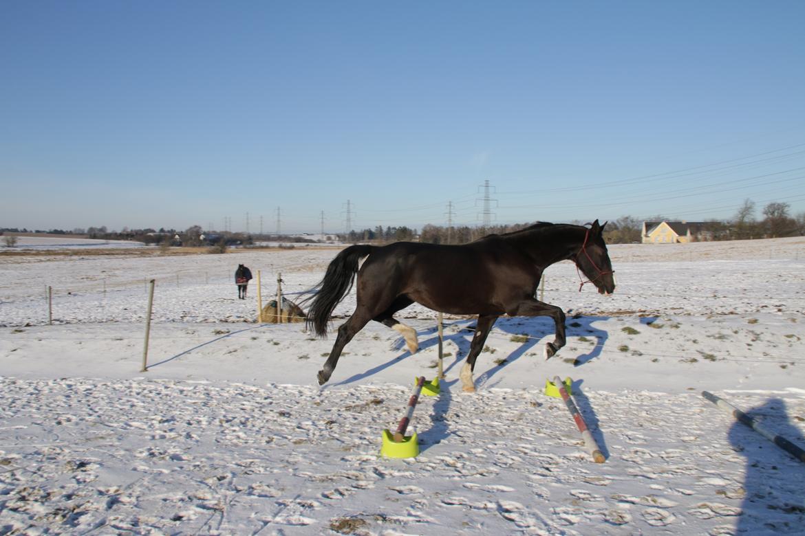 Anden særlig race Exquisit Quest - aka. Saga billede 7