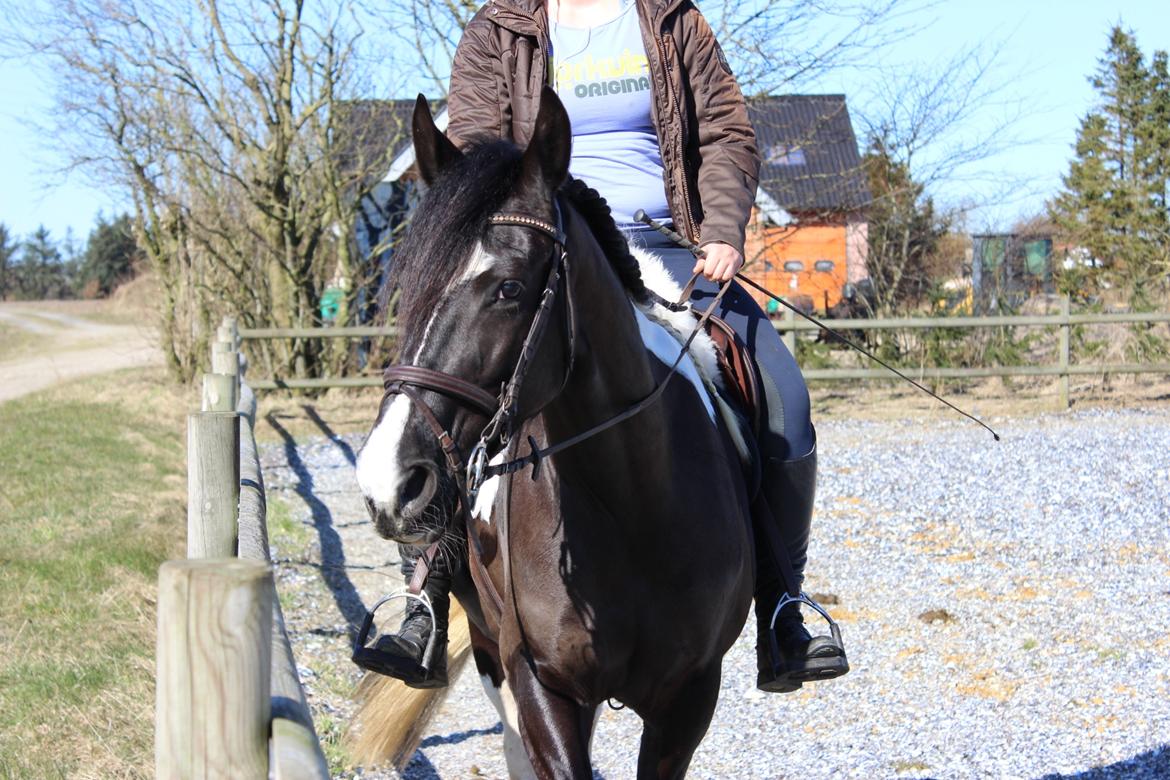 Barockpinto Angelien doortje f stald barok billede 1