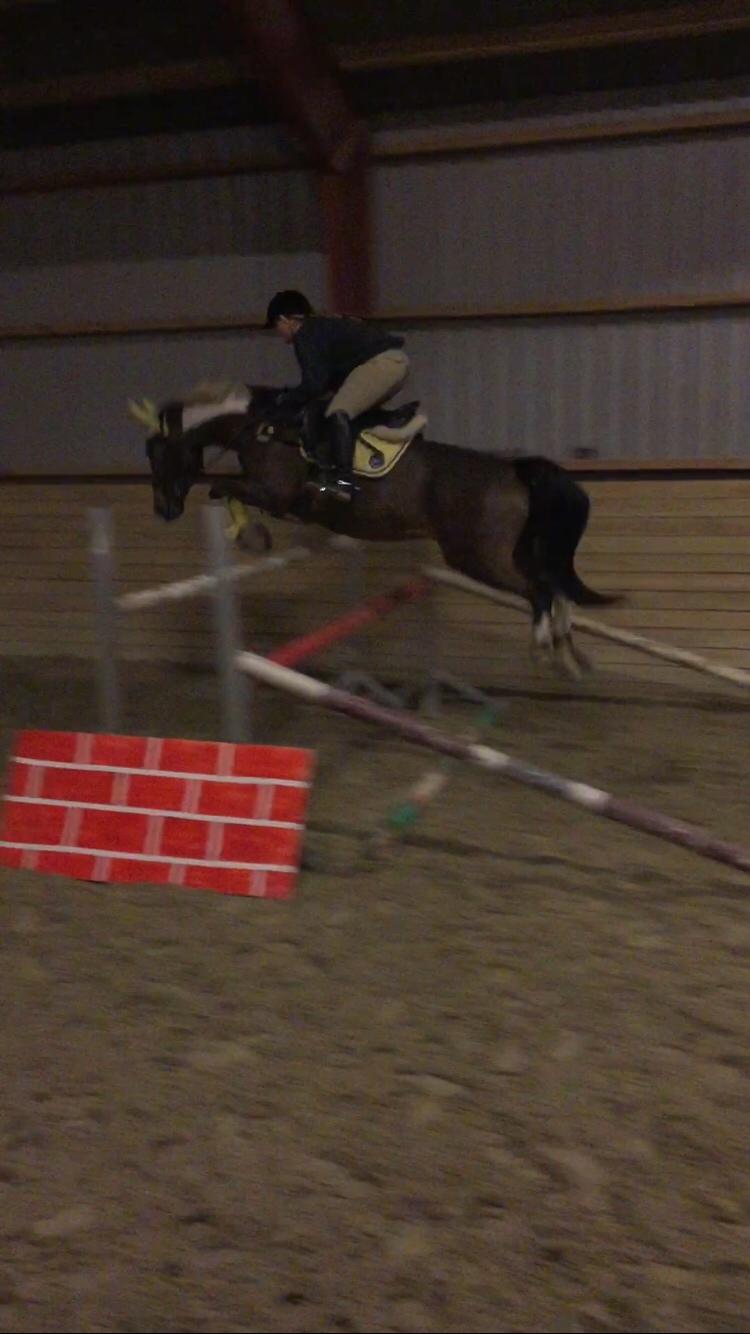 Pinto Thiamo billede 10