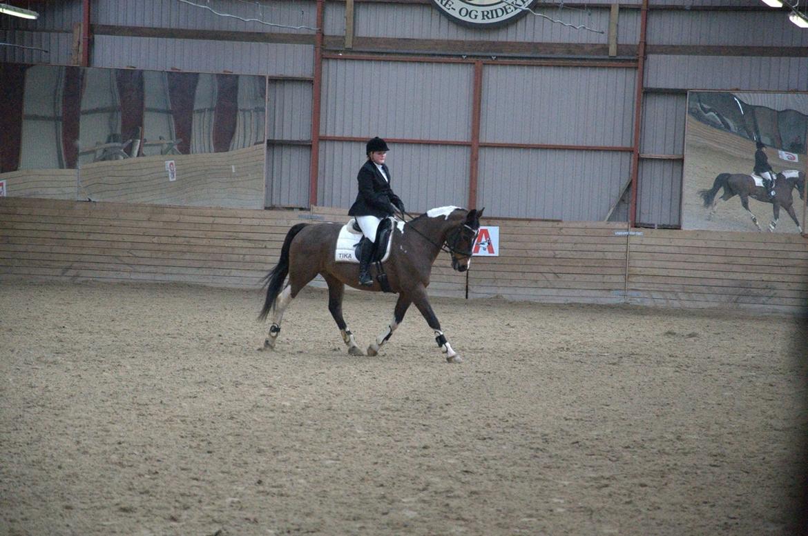 Pinto Thiamo billede 13