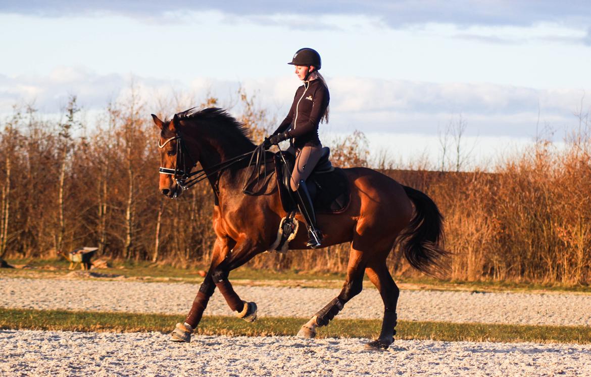 Dansk Varmblod Lertevang´s Ladybird billede 18