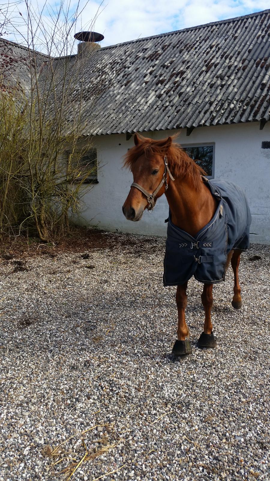 Anden særlig race Charlie By Fidelaty  billede 48