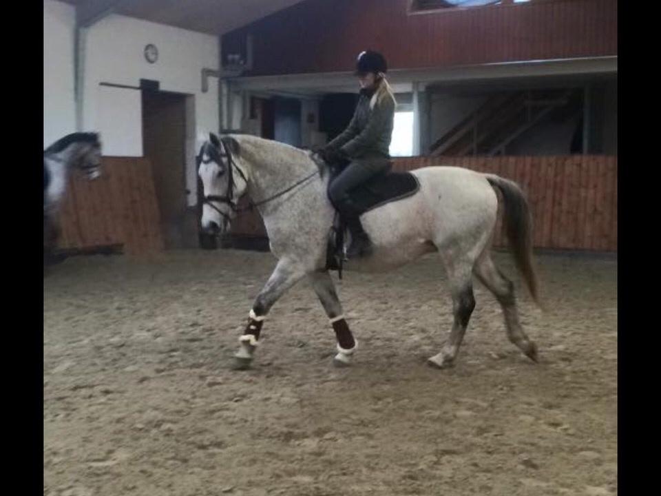 Holstener Tivalis billede 8