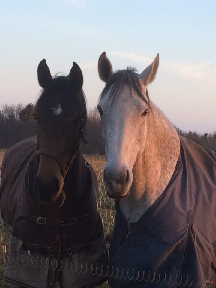 Holstener Tivalis billede 7