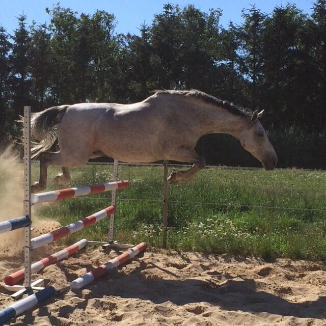 Holstener Tivalis billede 9