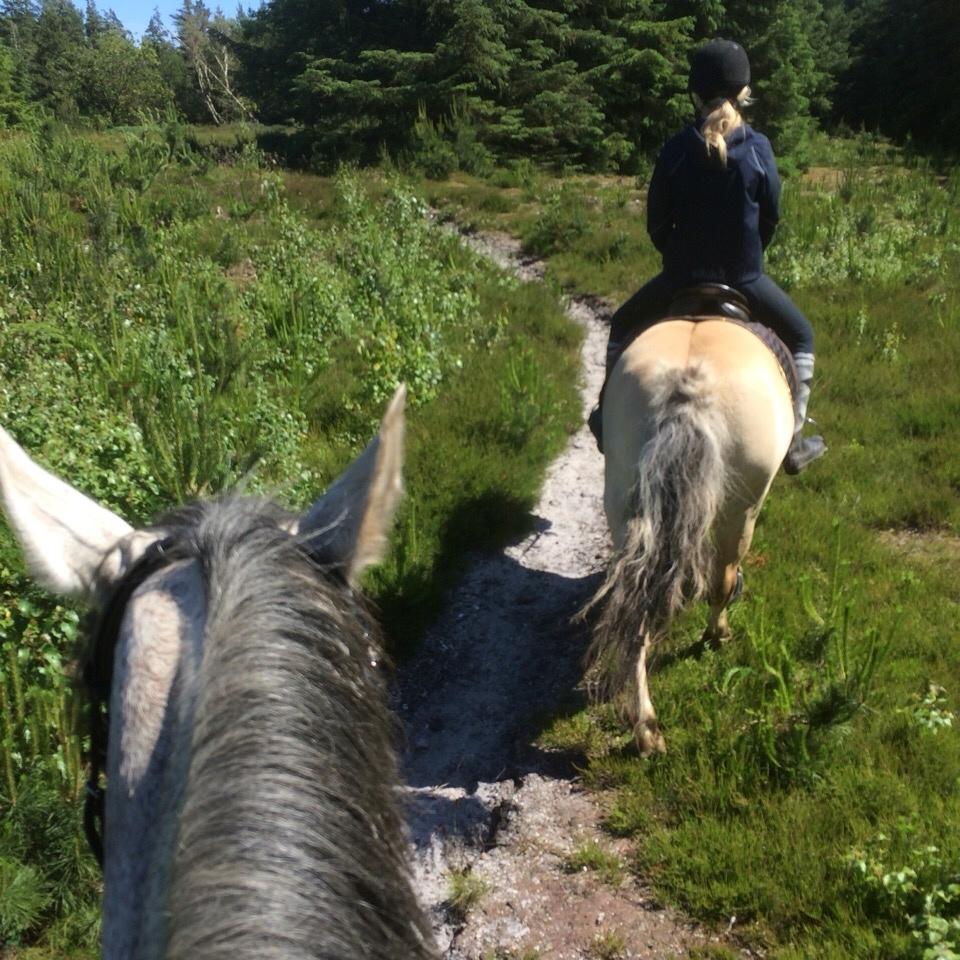 Holstener Tivalis billede 10