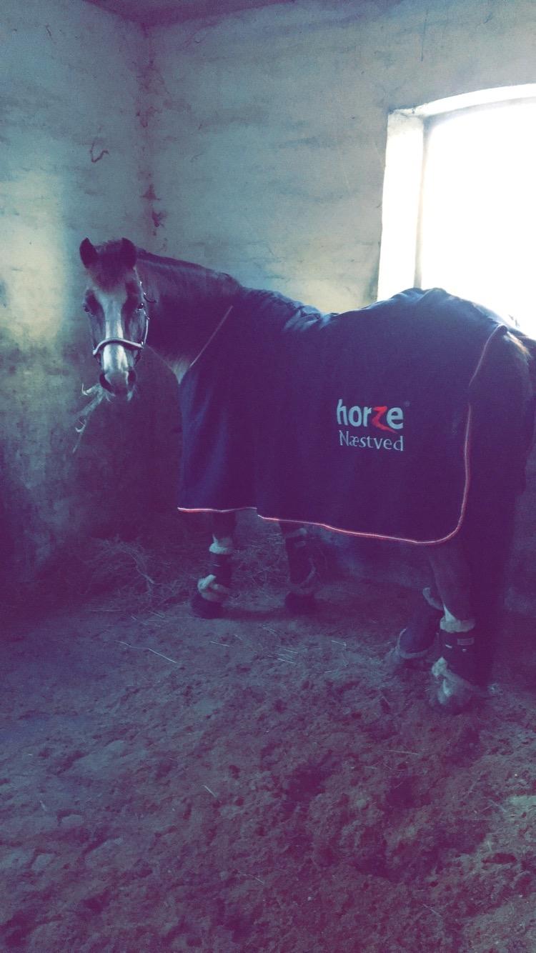 New Forest Ygor [1/3 A PONY] FORESALE  billede 5