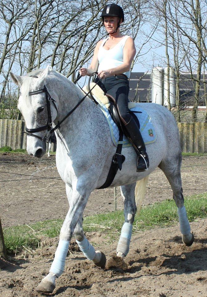 Dansk Varmblod Quiet nice billede 37