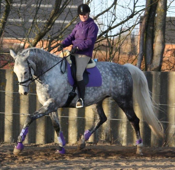 Dansk Varmblod Quiet nice billede 50