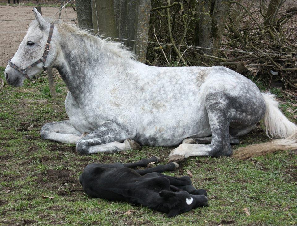 Dansk Varmblod Quiet nice billede 40