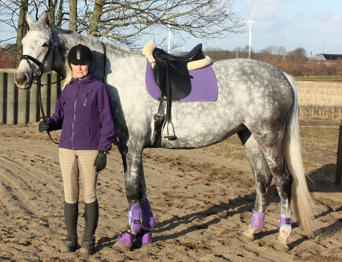 Dansk Varmblod Quiet nice billede 42